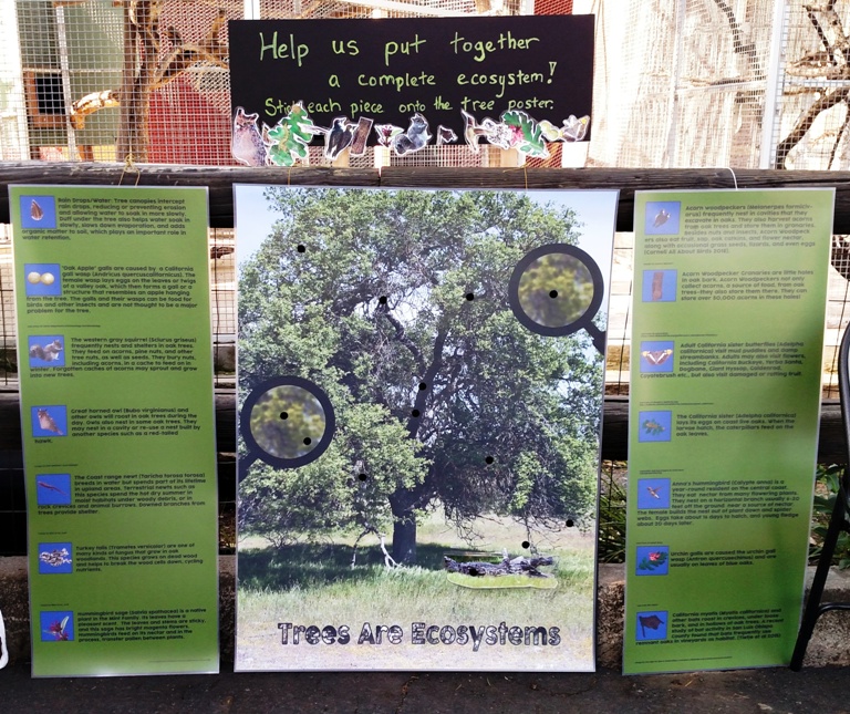 Tree ecosystem education panels!